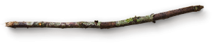 small-wooden-stick-with-moss-1
