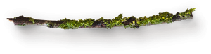 small-wooden-stick-with-moss-8