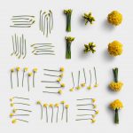 Daffodils Item Scene Creator