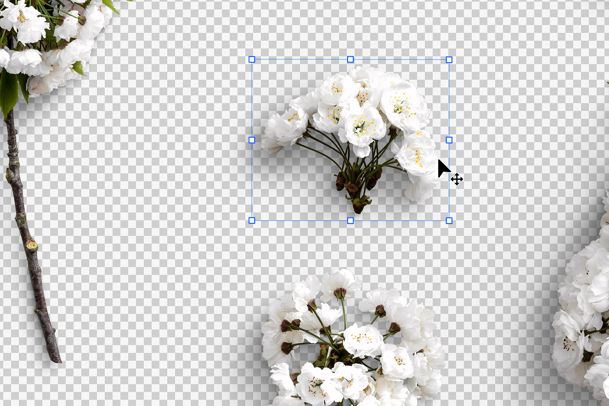 Cherry Blossoms Isolated Objects
