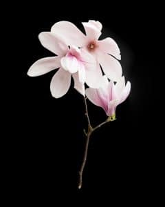 Magnolias with Branches 3 04 PNG Isolated Object