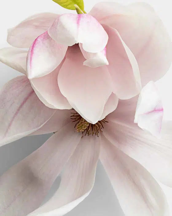 Magnolia with Shortbranch 11 02 PNG High Resolution