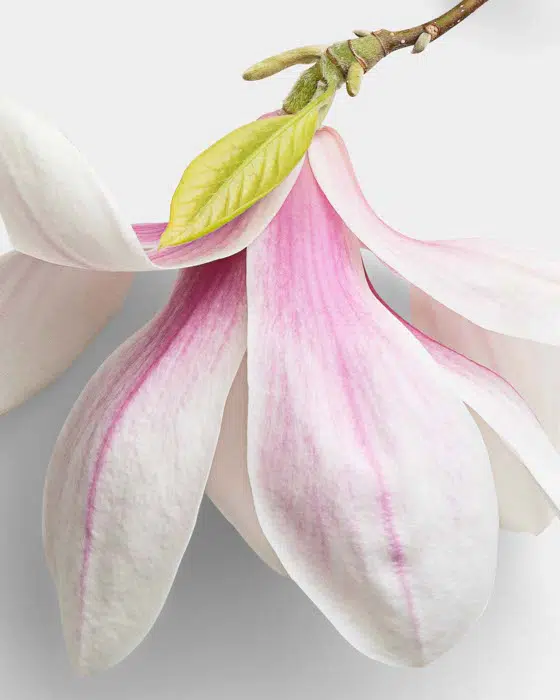 Magnolia with Shortbranch 13 02 PNG High Resolution