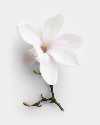 Magnolia with Shortbranch 8 01 PNG Thumbnail