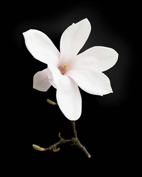 Magnolia with Shortbranch 8 04 PNG Isolated Object