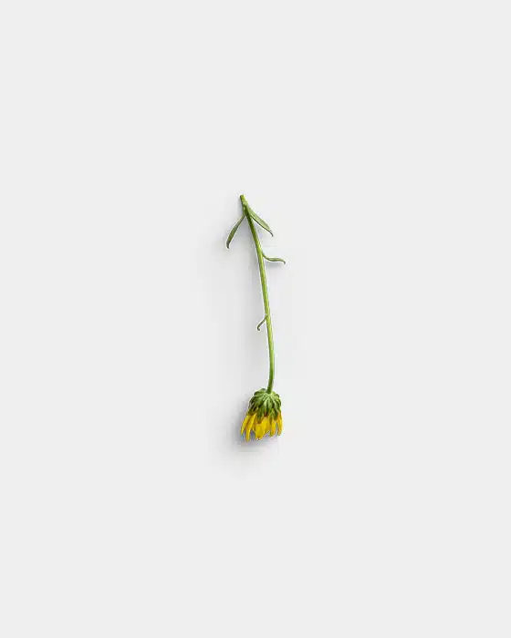 Flower Double Chrysanthemum Baltica Flatlay 16 01 PNG Image Thumbnail