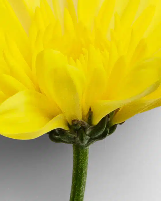 Flower Double Chrysanthemum Baltica Flatlay 9 02 PNG Image High Resolution