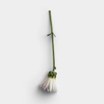 Daisy Flatlay 2 01 PNG Image Thumbnail.jpg