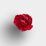 Red Carnation Head 2 01 PNG Image Thumbnail.jpg