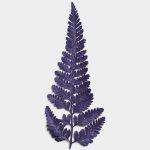 Amethyst Dried Fern Leaf 01 PNG Image Thumbnail.jpg