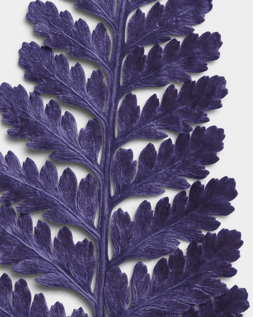 Amethyst Dried Fern Leaf 02 PNG Image High Resolution.jpg