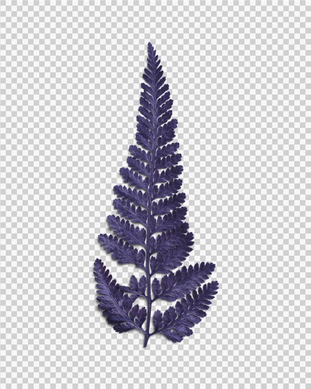 Amethyst Dried Fern Leaf 03 PNG Image Transparent Background.jpg