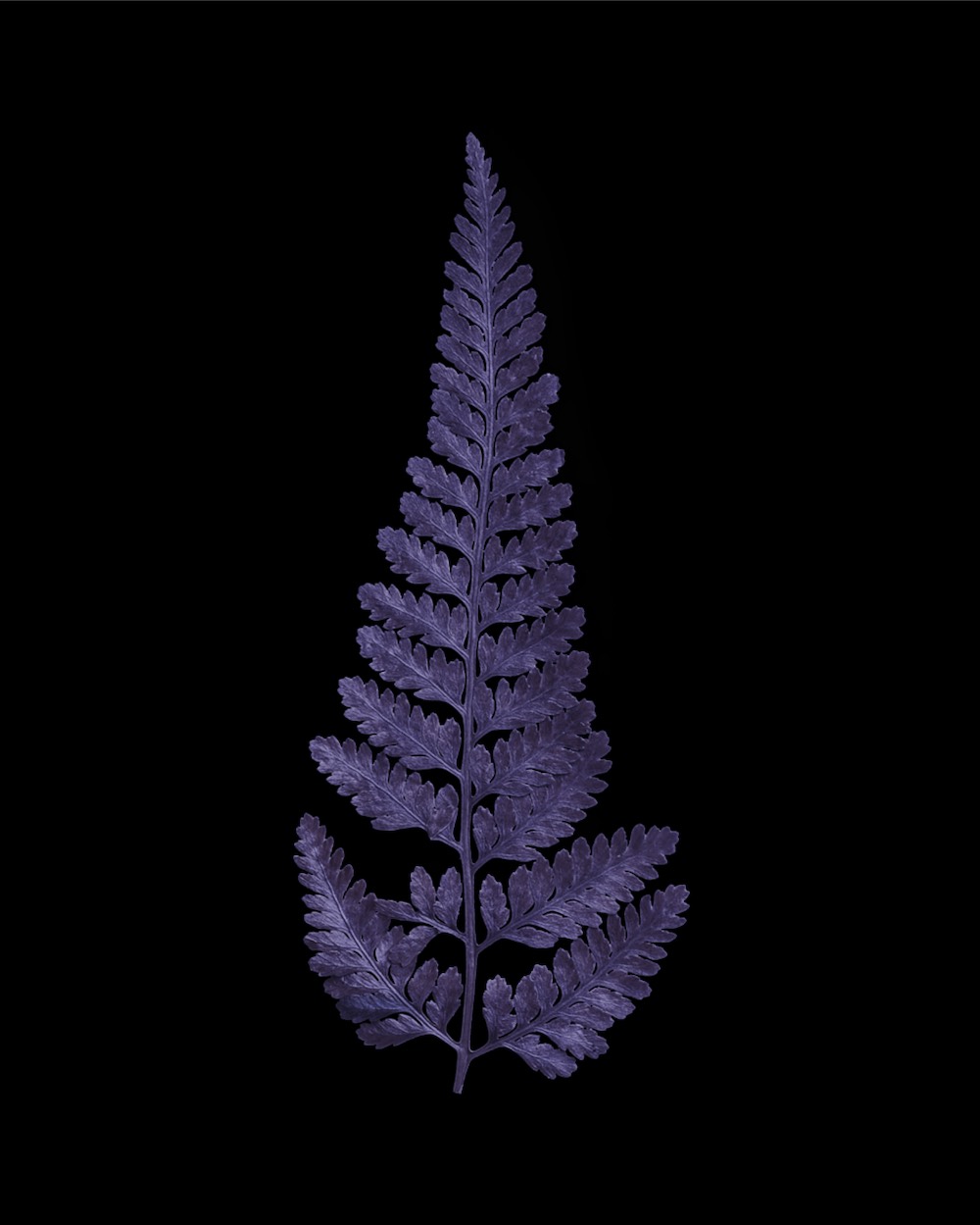 Amethyst Dried Fern Leaf 04 PNG Image Isolated Object.jpg