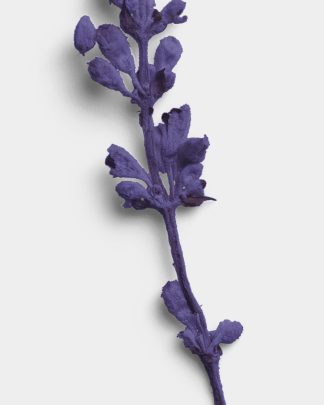 Amethyst Dried Flower Stem 02 PNG Image High Resolution.jpg
