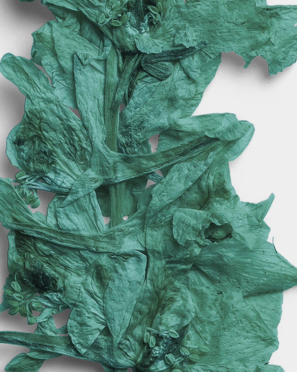 Azure Pressed Botanical Leaves 02 PNG Image High Resolution.jpg