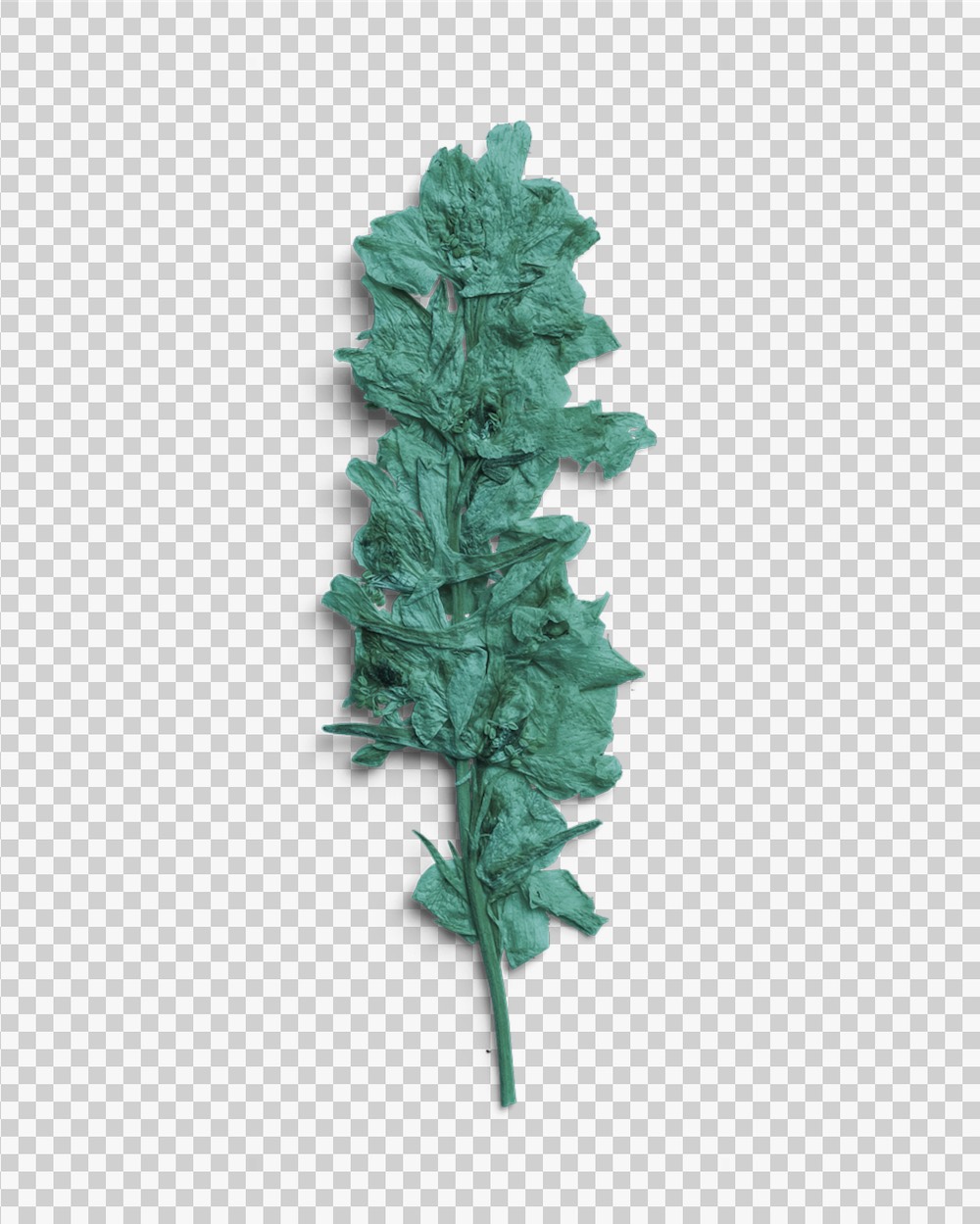 Azure Pressed Botanical Leaves 03 PNG Image Transparent Background.jpg