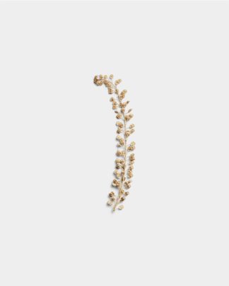 Basil Seeds 01 PNG Image Thumbnail.jpg