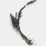 Bundle of Dried Lavender 01 PNG Image Thumbnail.jpg