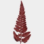 Crimson Dried Fern Leaf 01 PNG Image Thumbnail.jpg