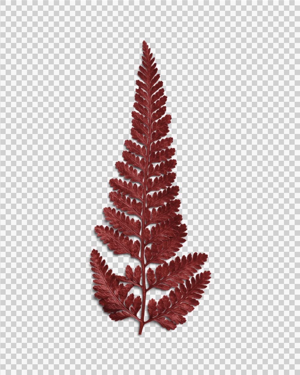 Crimson Dried Fern Leaf 03 PNG Image Transparent Background.jpg