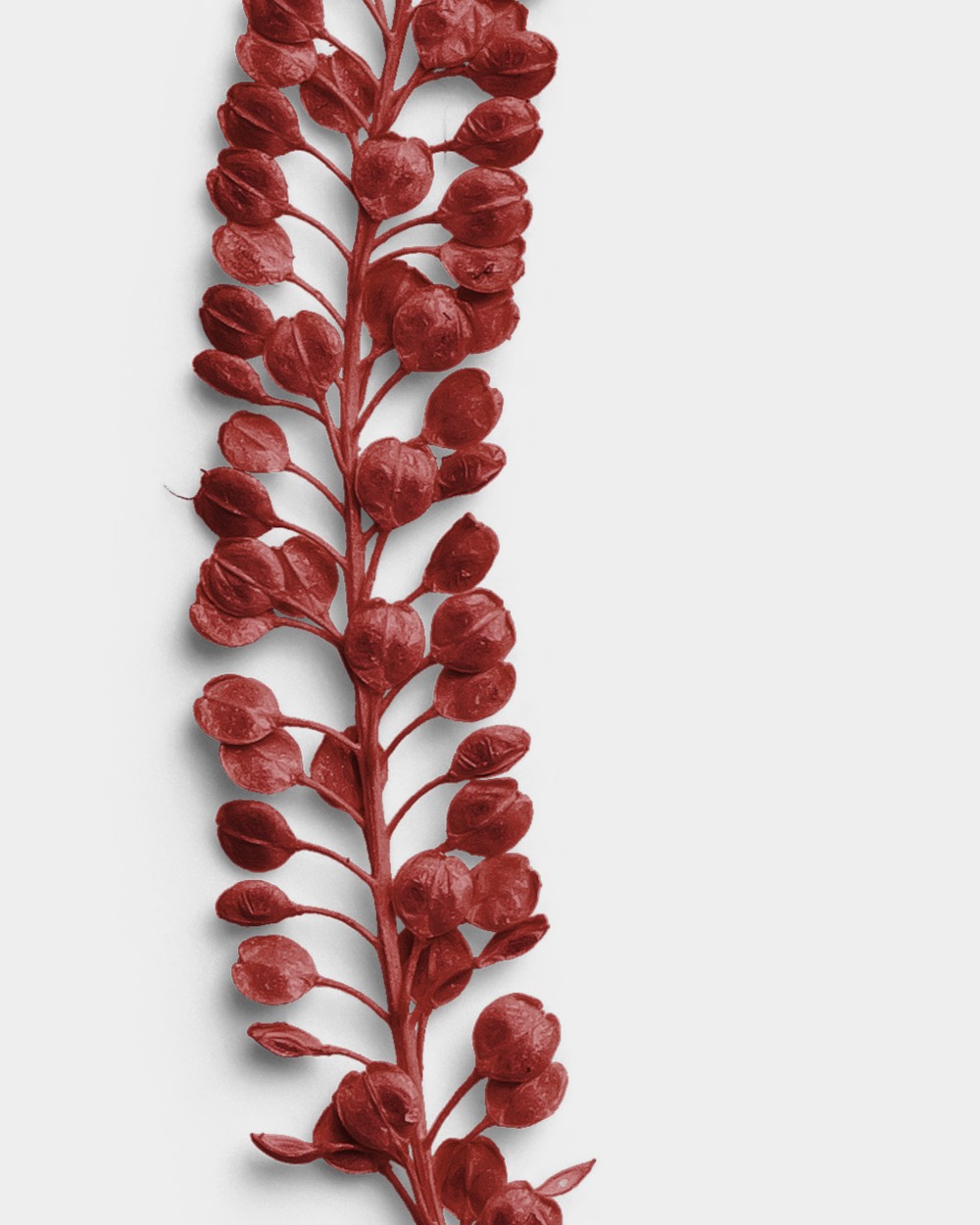 Crimson Pressed Basil Seeds 02 PNG Image High Resolution.jpg