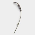 Curved Lavender Stem 2 01 PNG Image Thumbnail.jpg