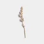 Dried Flower Stem 01 PNG Image Thumbnail.jpg