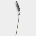 Elegant Lavender Stem for Minimalist Decor 01 PNG Image Thumbnail.jpg