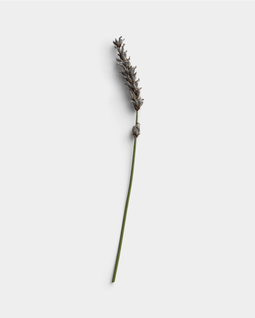 Elegant Lavender Stem for Minimalist Decor 01 PNG Image Thumbnail.jpg
