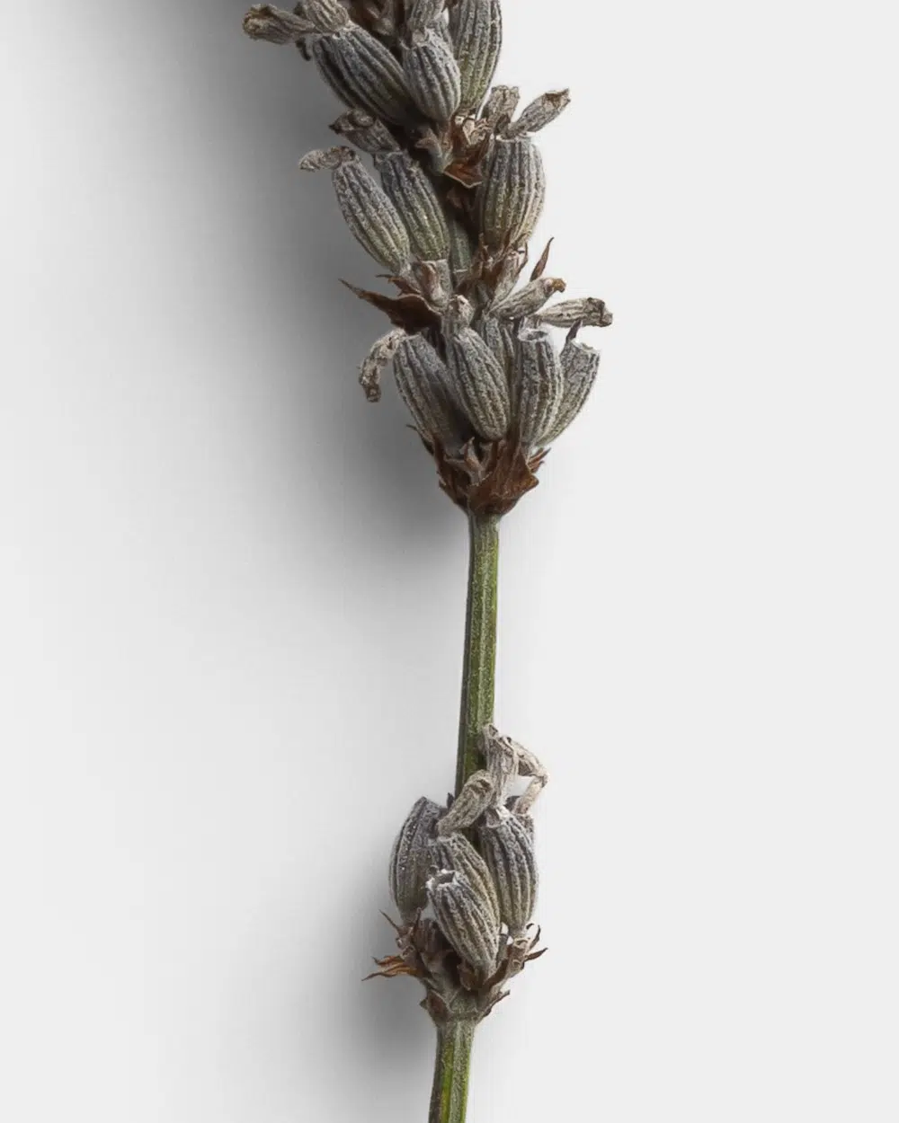 Elegant Lavender Stem for Minimalist Decor 02 PNG Image High Resolution.jpg
