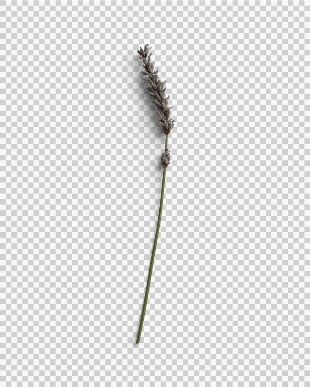 Elegant Lavender Stem for Minimalist Decor 03 PNG Image Transparent Background.jpg