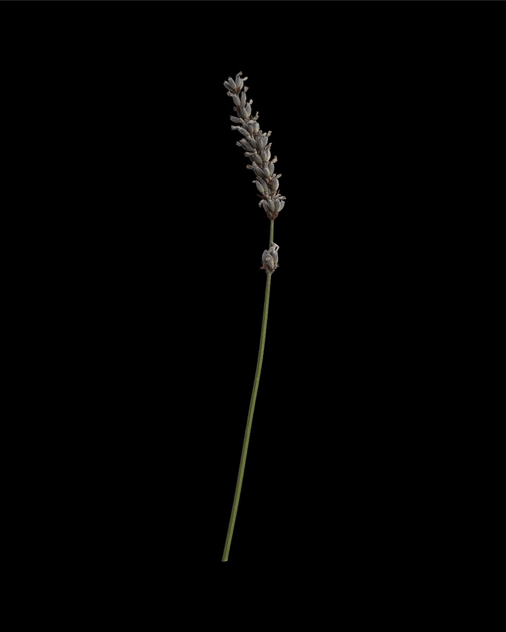 Elegant Lavender Stem for Minimalist Decor 04 PNG Image Isolated Object.jpg