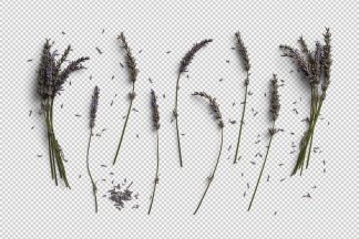 Lavender PNG Pack 01 Thumbnail2.jpg
