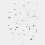 Loose Lavender Buds 01 PNG Image Thumbnail.jpg