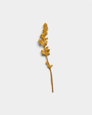 Ochre Dried Flower Stem 01 PNG Image Thumbnail.jpg