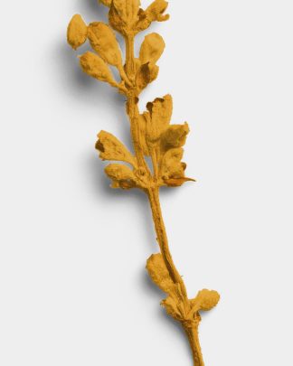 Ochre Dried Flower Stem 02 PNG Image High Resolution.jpg