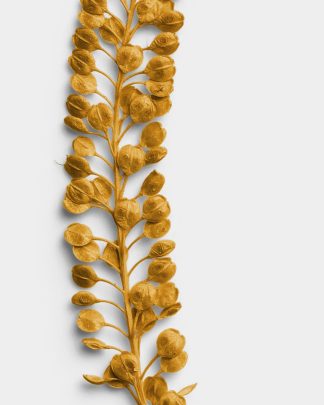 Ochre Pressed Basil Seeds 02 PNG Image High Resolution.jpg