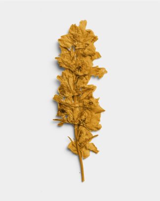 Ochre Pressed Botanical Leaves 01 PNG Image Thumbnail.jpg