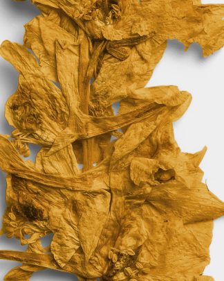 Ochre Pressed Botanical Leaves 02 PNG Image High Resolution.jpg