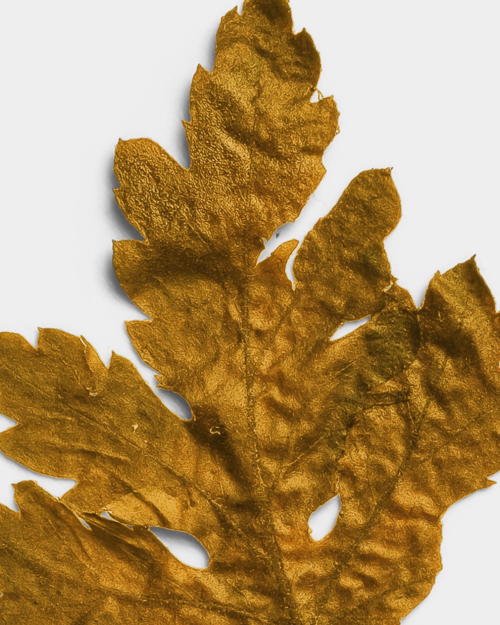 Ochre Pressed Dried Leaf 02 PNG Image High Resolution.jpg