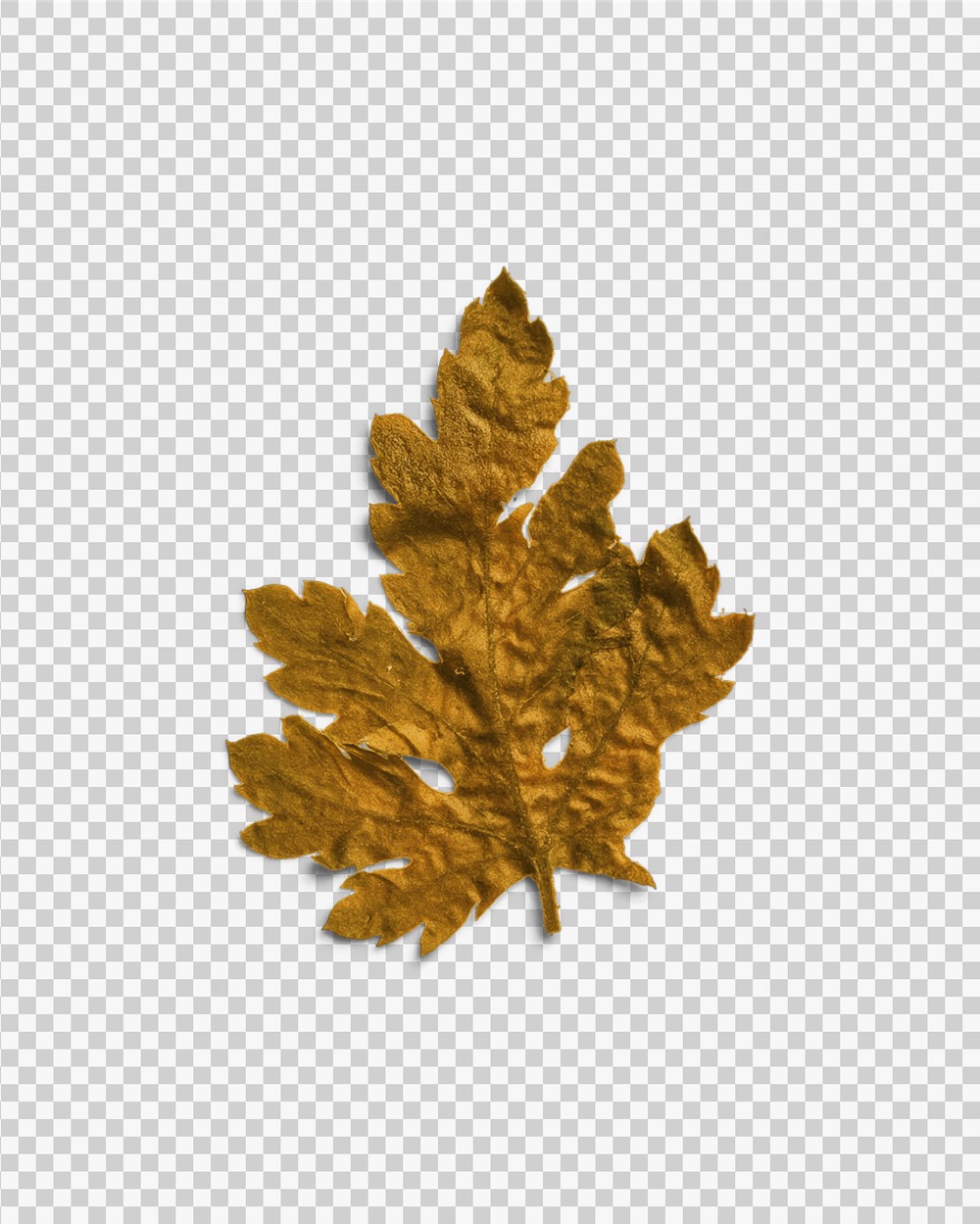 Ochre Pressed Dried Leaf 03 PNG Image Transparent Background.jpg