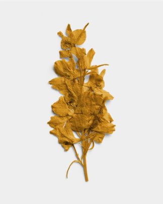 Ochre Pressed Dried Leaves 01 PNG Image Thumbnail.jpg