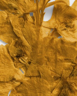 Ochre Pressed Dried Leaves 02 PNG Image High Resolution.jpg
