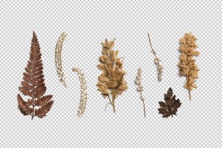 Pressed Botanical PNG Pack 01 Thumbnail2.jpg
