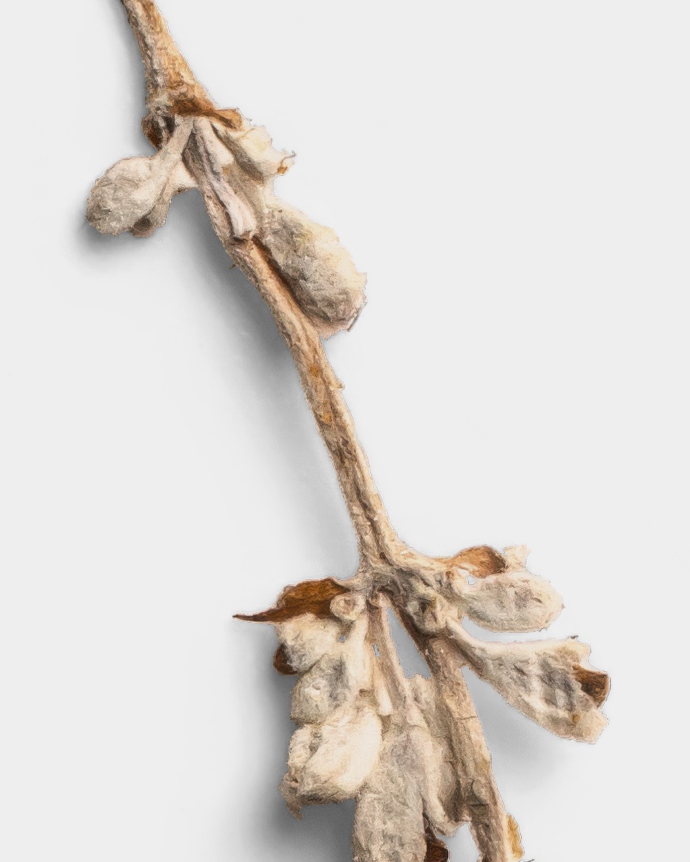 Pressed Flower Stem 02 PNG Image High Resolution.jpg