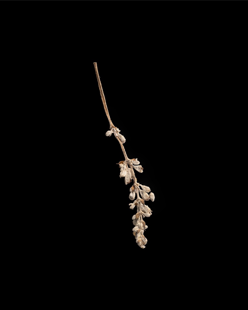 Pressed Flower Stem 04 PNG Image Isolated Object.jpg