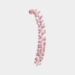 Rose Quartz Basil Seeds 01 PNG Image Thumbnail.jpg