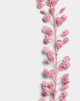 Rose Quartz Basil Seeds 02 PNG Image High Resolution.jpg