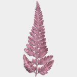 Rose Quartz Dried Fern Leaf 01 PNG Image Thumbnail.jpg