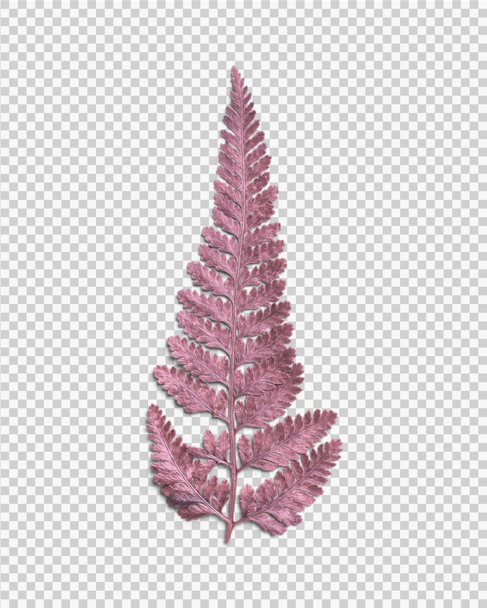 Rose Quartz Dried Fern Leaf 03 PNG Image Transparent Background.jpg
